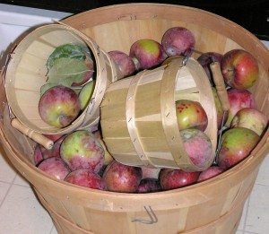 Apples in bushel baskets. photo by Rebecca-Lee on Flickr